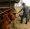 A man in a plaid shirt and overalls is feeding hay to a group of attentive cattle in a covered shed, with the focus on the interaction between the man and the animals.